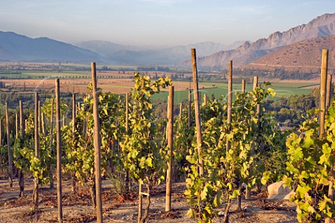 Syrah vines in Errazuriz Don Maximiano vineyard Panquehue Chile  Aconcagua Valley