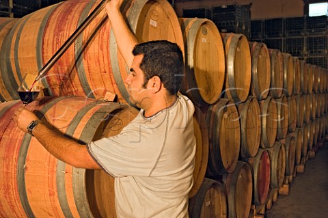 Enologist Darwin Oyarce sampling Carmenre wine in the barrel cellar at Via von Siebenthal winery Chile  Aconcagua Valley
