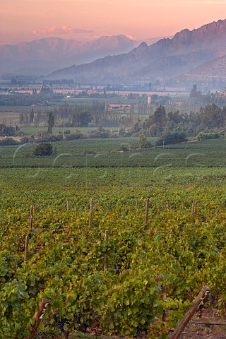 Vineyards of Via von Siebenthal Aconcagua Valley Chile  Aconcagua Valley
