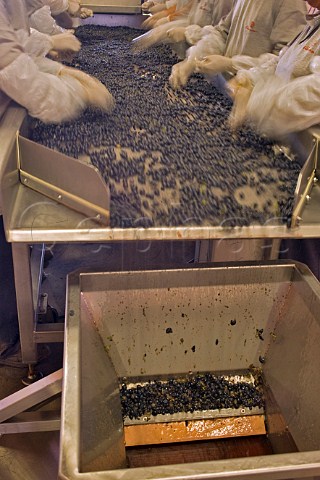 Sorting table at Almaviva winery a joint venture between Concha y Toro and Philippine de Rothschild Puente Alto Maipo Valley Chile   Maipo Valley