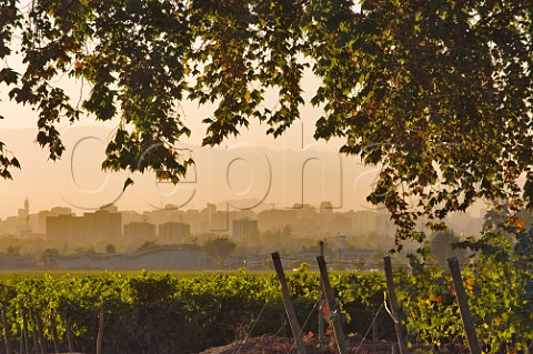 Cabernet Sauvignon vineyard of Cousio Macul with Santiago and coastal range mountains beyond Maipo Valley Chile  Maipo Valley