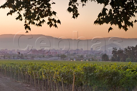 Cabernet Sauvignon vineyard of Cousio Macul with Santiago and coastal range mountains beyond Maipo Valley Chile  Maipo Valley