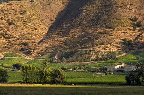 Horses in pasture by vineyard of Haras de Pirque winery Pirque Maipo Valley Chile  Maipo Valley