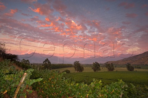 Red tinted clouds over Chardonnay vineyard of Haras de Pirque Pirque Maipo Valley Chile  Maipo Valley