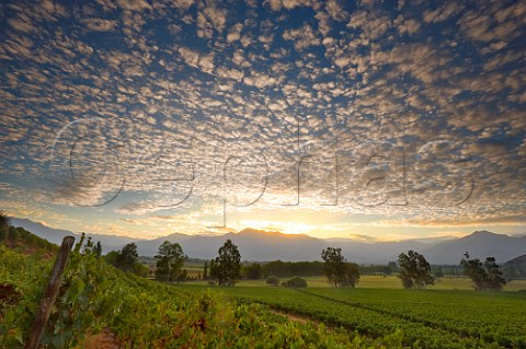 Sunrise over vineyard of Haras de Pirque with Andes in distance Pirque Maipo Valley Chile  Maipo Valley