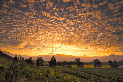 Sunrise over vineyard of Haras de Pirque  Maipo Valley Chile  Maipo Valley
