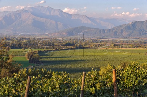 Vineyards of Haras de Pirque with the Andes Mountains beyond Pirque Maipo Valley Chile