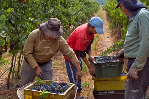 Harvesting in vineyard of Haras de Pirque Pirque Maipo Valley Chile  Maipo Valley