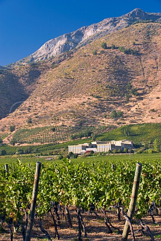 Cabernet Sauvignon grapes in vineyard of Haras de Pirque