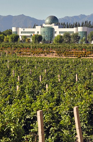 Vineyard at Chateau Sun God winery owned by China Great Wall Co Ltd Shacheng Huailai County Hebei Province China