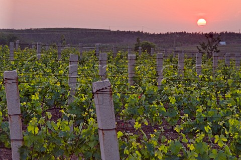 Sunset over vineyard of Chateau Junding in the Nava Valley near Penglai Shandong Province China