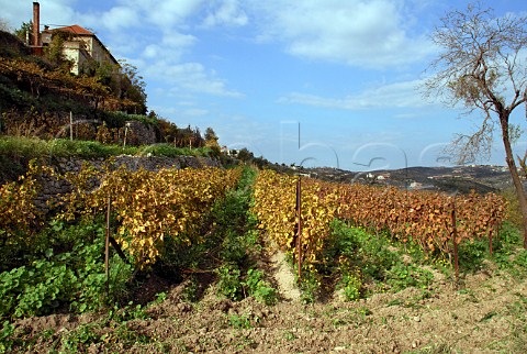 Vineyard at Kfifan monastery Lebanon