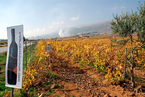 Autumnal Syrah vineyard of Cave Kouroum at Kefraya in the Bekaa Valley Lebanon