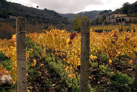 Vineyard at Saint Jean Monastery on Mount Lebanon Lebanon