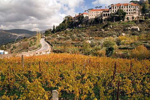 Vineyard at Saint Jean Monastery on Mount Lebanon Lebanon