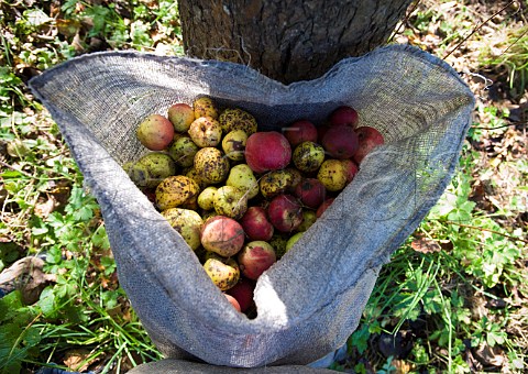 Cider apples in sack at harvest time in orchard of Frank Naish  Glastonbury Somerset England