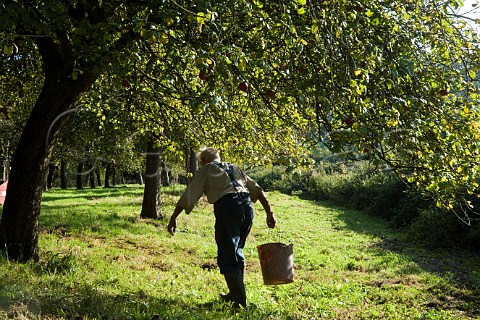 Cider maker Frank Naish aged 85  gathering apples in his orchard Glastonbury Somerset England