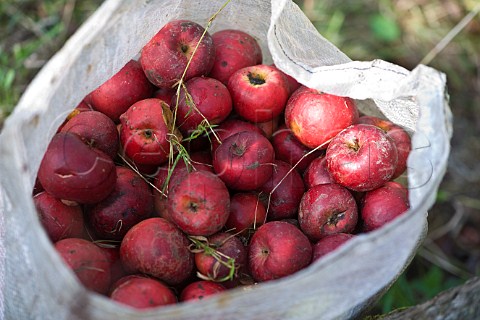 Cider apples in sack at harvest time in orchard of Frank Naish  Glastonbury Somerset England