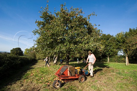 Harvest time in cider apple orchard of Frank Naish  Glastonbury Somerset England