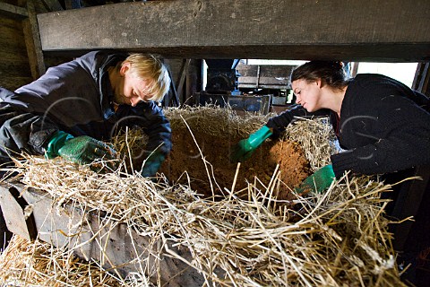 Pressing down apple pulp while building up a cider press cheese from successive layers of apple pulp and oat straw at Pennard Organic Cider and Wine Avalon Orchard East Pennard Somerset England