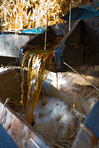 Apple juice flowing from the press as the pressure is applied  Pennard Cider Avalon Orchard West Pennard Somerset England