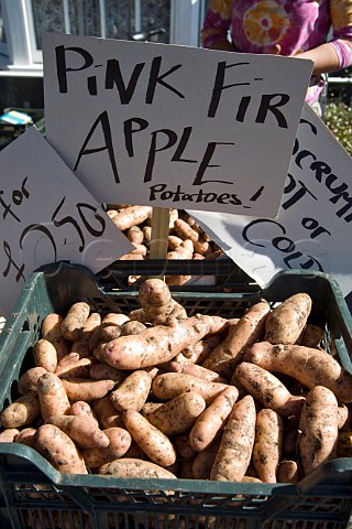 Pink Fir Apple Potatoes in a farmers market at Thornbury Gloucestershire England