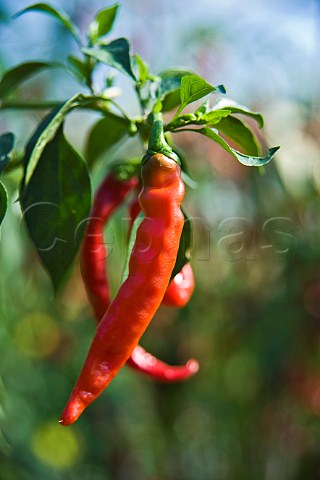 Chillies being grown in a polytunnel Thornbury Gloucestershire England