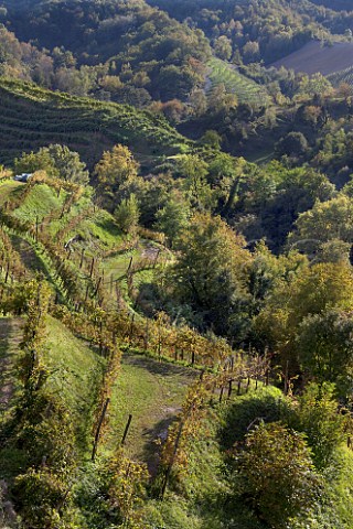 Vineyards in the hills at Rolle Veneto Italy   Prosecco di Conegliano Valdobbiadene
