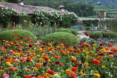 Flowers in the kitchen garden of San Leonardo winery Borghetto allAdige Avio Trentino Italy