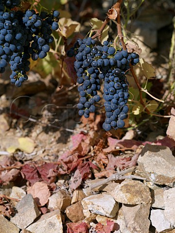 Syrah grapes on stony soil in vineyard of Via Falernia in the Elqui Valley Chile