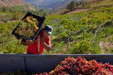 Harvesting Moscatel Rosada grapes for Pisco Elqui Valley Chile