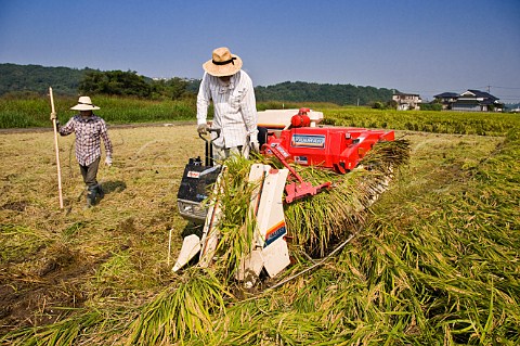 Harvesting rice by machine near Oita city Kyushu Japan