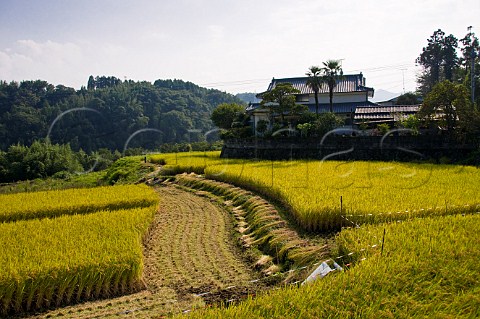 Rice field ready for harvesting near Oita Kyushu Japan