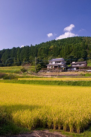 Terraced rice fields ready for harvesting Near Oita Kyushu Japan