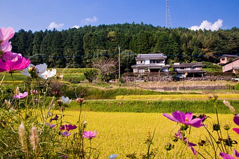 Terraced rice fields ready for harvesting near Oita Kyushu Japan