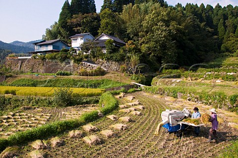 Threshing freshly harvested rice in a small terraced paddy field near Oita Kyushu  Japan
