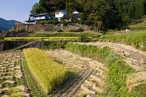 Terraced rice fields during harvesting near Oita Kyushu Japan