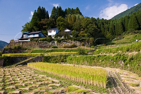 Terraced rice fields during harvesting near Oita Kyushu Japan