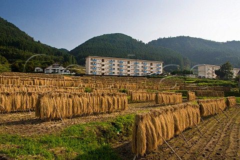 Sheaves of recently harvested rice hanging to dry  Yufuin Oita Kyushu Japan