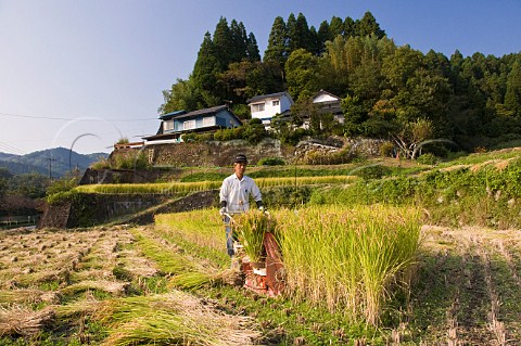 Man harvesting rice by machine in small terraced rice fields near Oita Kyushu Japan