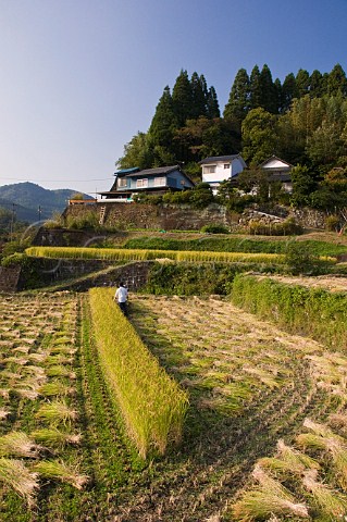 Man harvesting rice by machine in small terraced rice fields near Oita Kyushu Japan