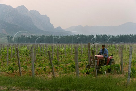 Man on tractor working in vineyard at Bodega Langes Hebei Province China