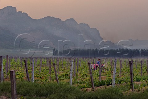 Man on red tractor working in vineyard at Bodega Langes Hebei Province China