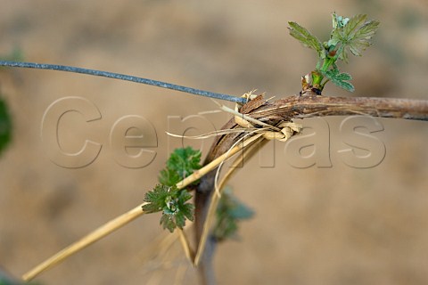 Vine tied to wire with corn husk in Bodega Langes vineyard Hebei Province China