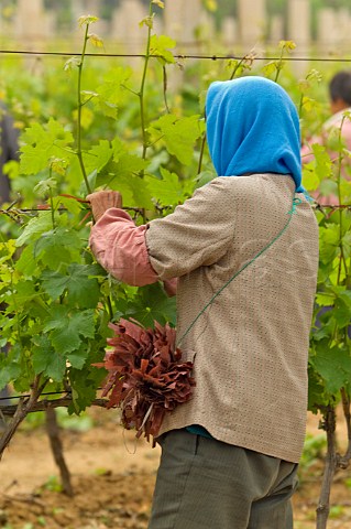 Worker tying vines in vineyard of Chateau ChangyuCastel Yantai Shandong Province China