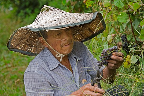 Worker trimming off bad grapes from bunch in vineyard at HuadongParry winery Qingdao Shandong Province China