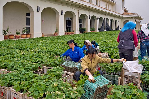 Workers packing grafted winegrape vines for shipment to wineries from Chateau Junding nursery near Penglai Shandong Province China