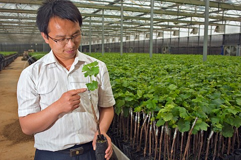 Dr Ren Yuhua holding a grape vine grafted to American root stock at Chateau Junding nursery near Penglai Shandong Province China