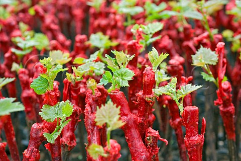 Close up of grape vines grafted to American root stock at Chateau Junding nursery Penglai Shandong Province China