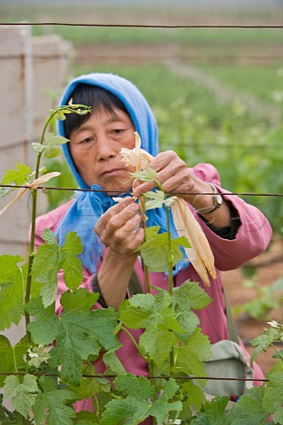 Woman tying vines in Chateau Junding winery vineyard near Penglai Shandong Province China